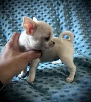 AKC Sierra, a female Chihuahua for sale in New Jersey, NJ – 5 of 5