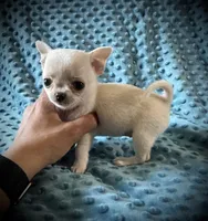 AKC Sierra, a female Chihuahua for sale in New Jersey, NJ – 1 of 5