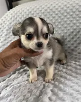 AKC Fancy, a female Chihuahua for sale in New Jersey, NJ – 5 of 5
