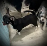 AKC Tyson , a male Chihuahua for sale in New Jersey, NJ – 5 of 10