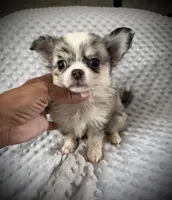 AKC Pepper, a male Chihuahua for sale in New Jersey, NJ – 5 of 6