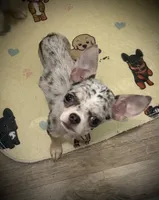 AKC Bella, a female Chihuahua for sale in New Jersey, NJ – 4 of 10