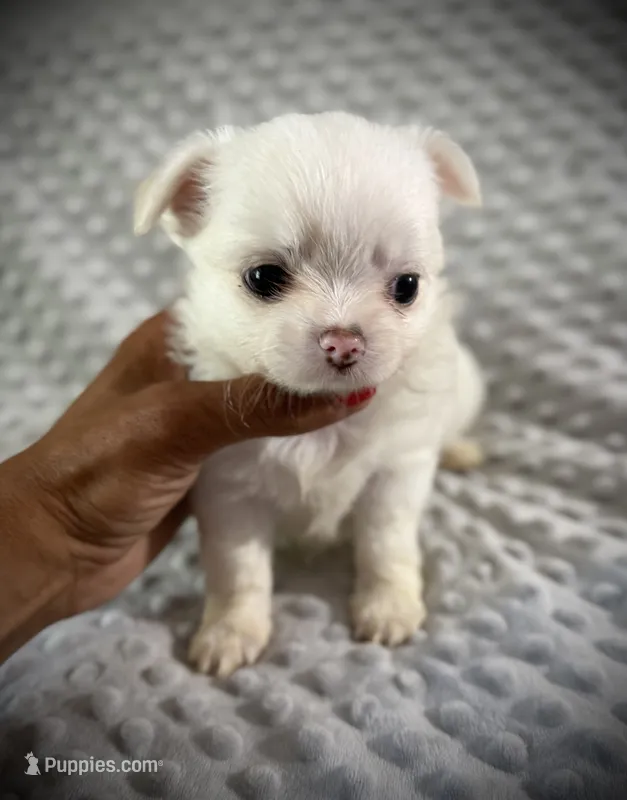 AKC Dixon  – Chihuahua puppy for sale in New Jersey, NJ