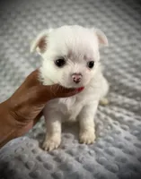 AKC Dixon , a male Chihuahua for sale in New Jersey, NJ – 1 of 4