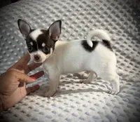 AKC Ollie, a male Chihuahua for sale in New Jersey, NJ – 3 of 10