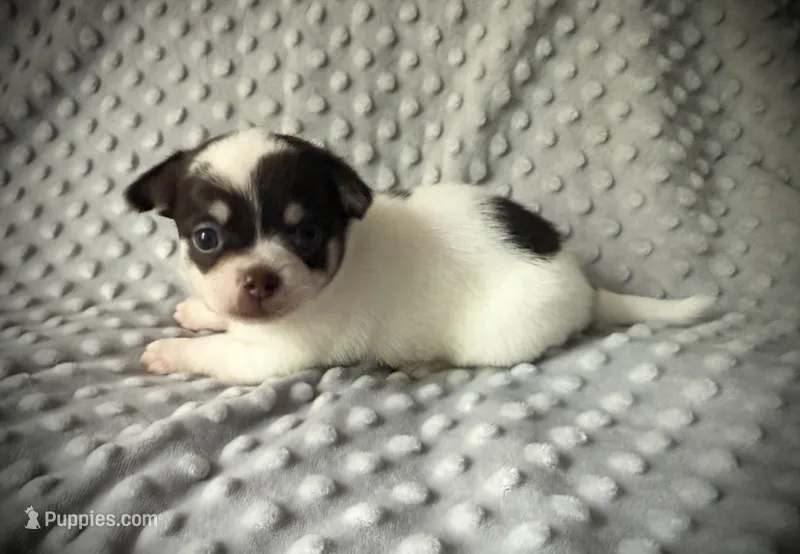 AKC Ollie – Chihuahua puppy for sale in New Jersey, NJ