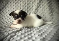 AKC Ollie, a male Chihuahua for sale in New Jersey, NJ – 4 of 10