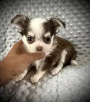 AKC Fiona, a female Chihuahua for sale in New Jersey, NJ – 3 of 7
