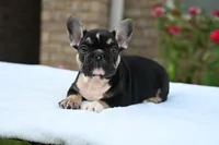 Kay Kay , a female French Bulldog for sale in Decatur, GA – 2 of 6