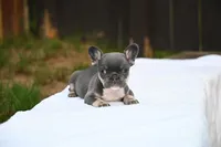 Pebbles, a female French Bulldog for sale in Decatur, GA – 2 of 4