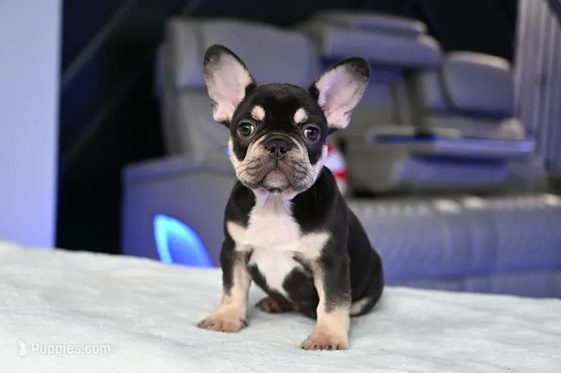 Honey  – French Bulldog puppy for sale in Decatur, GA
