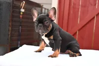 Hugo, a male French Bulldog for sale in Decatur, GA – 2 of 7