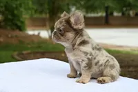 Different , a female French Bulldog for sale in Decatur, GA – 2 of 5