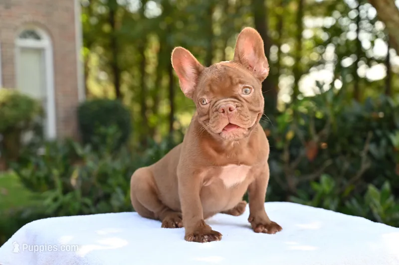 Golden – French Bulldog puppy for sale in Decatur, GA