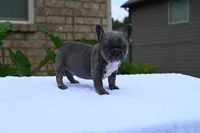 Peaches , a female French Bulldog for sale in Decatur, GA – 3 of 4