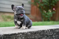 Bison, a male French Bulldog for sale in Decatur, GA – 1 of 5
