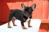 Hugo, a male French Bulldog for sale in Decatur, GA – 3 of 7