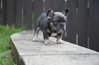 Bison, a male French Bulldog for sale in Decatur, GA – 2 of 5