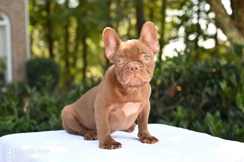Golden – French Bulldog puppy for sale in Decatur, GA
