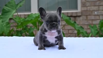 Peaches , a female French Bulldog for sale in Decatur, GA – 4 of 4