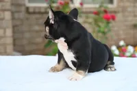 Kay Kay , a female French Bulldog for sale in Decatur, GA – 3 of 6