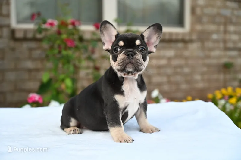 Honey  – French Bulldog puppy for sale in Decatur, GA