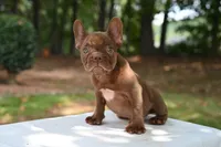 Golden, a male French Bulldog for sale in Decatur, GA – 3 of 3