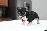 Poppy, a male French Bulldog for sale in Decatur, GA – 3 of 5