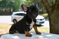 Charlie , a female French Bulldog for sale in Decatur, GA – 2 of 2