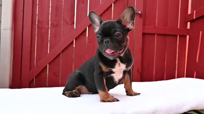 Hugo, a male French Bulldog for sale in Decatur, GA – 7 of 7