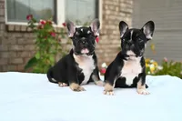 Kay Kay , a female French Bulldog for sale in Decatur, GA – 4 of 6
