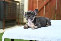 Smiley , a female French Bulldog for sale in Decatur, GA – 6 of 6