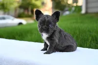 Storm, a female French Bulldog for sale in Decatur, GA – 4 of 4