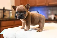 Princess , a female French Bulldog for sale in Decatur, GA – Photo 3 of 5