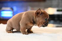 Princess , a female French Bulldog for sale in Decatur, GA – Photo 4 of 5