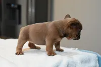 Princess , a female French Bulldog for sale in Decatur, GA – Photo 2 of 5