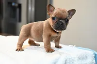Princess , a female French Bulldog for sale in Decatur, GA – Photo 5 of 5