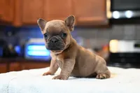 Princess , a female French Bulldog for sale in Decatur, GA – Photo 1 of 5