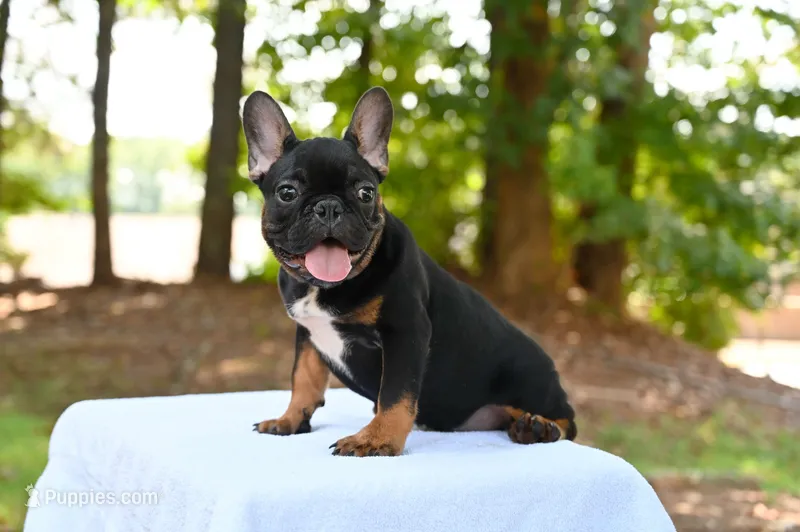 Hugo – French Bulldog puppy for sale in Decatur, GA