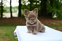 Lola, a female French Bulldog for sale in Decatur, GA – 2 of 4