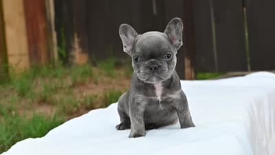 Bleu, a male French Bulldog for sale in Decatur, GA – 5 of 5