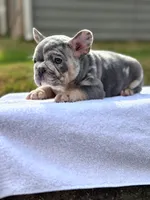 Unique, a male French Bulldog for sale in Decatur, GA – Photo 2 of 3