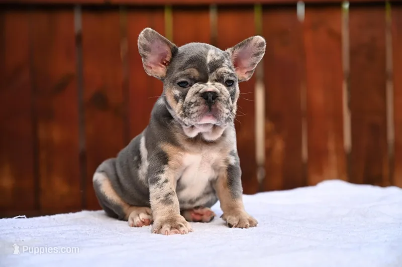 Unique – French Bulldog puppy for sale in Decatur, GA