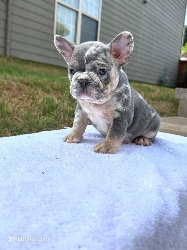 Unique – French Bulldog puppy for sale in Decatur, GA