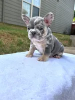 Unique, a male French Bulldog for sale in Decatur, GA – Photo 1 of 3