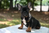 Charlie , a female French Bulldog for sale in Decatur, GA – 1 of 2
