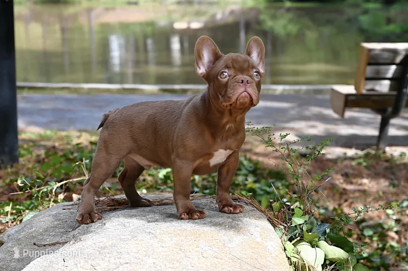 Golden – French Bulldog puppy for sale in Decatur, GA