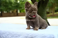 Lola, a female French Bulldog for sale in Decatur, GA – 3 of 4
