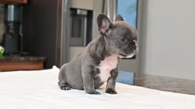 Sprinkles, a female French Bulldog for sale in Decatur, GA – 4 of 4