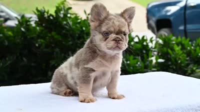 Different , a female French Bulldog for sale in Decatur, GA – 5 of 5